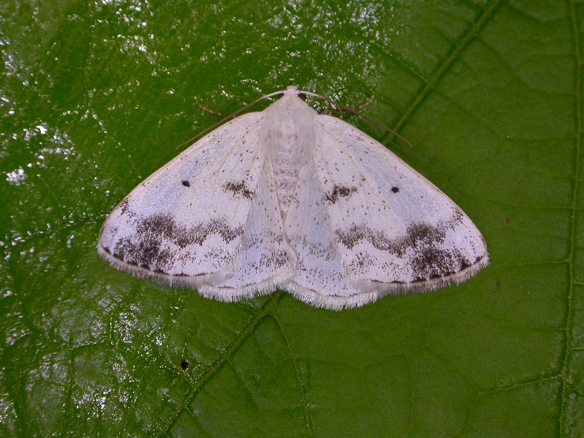Lomographa temerata, Clouded Silver